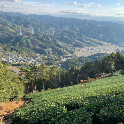 ABO Matcha Tanuki: Organic, Ceremonial grade Uji matcha